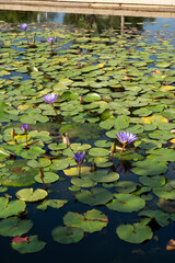 Pink water lily on the surface of the pond. Nature background.