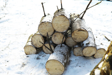 Freshly Cut Logs Stacked on Snow in Winter Forest