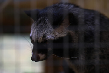 Captive Raccoon Behind Cage Bars in Zoo - Wildlife in Captivity