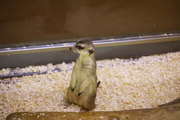 Curious Meerkat Standing in Enclosure with Wood Shavings in Wildlife Sanctuary