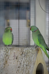 Two Green Parrots Perched on Wooden Birdhouse in Captivity