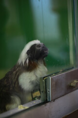 Captive Cotton-Top Tamarin Observing Enclosure Inside Zoo Habitat