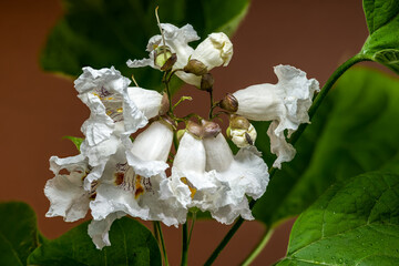 atalpa Speciosa in Bloom A Close-Up of White Fragrant Flowers