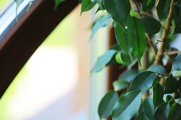 Close-up of Green Ficus Leaves by a Sunny Windowsill with Soft Light and Blurred Background