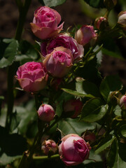 A close-up vertical shot of multiple pink rosebuds and partially open blooms on a bush