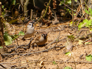 Two small brown sparrows forage on the dry ground amidst twigs and sparse vegetation