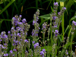 A lush field of vibrant purple lavender flowers stands tall amidst green foliage
