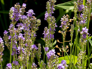 A field of blooming purple lavender flowers with bright green stems in a sunny outdoor setting