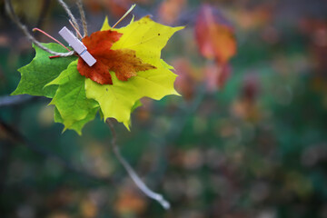 Autumn Leaves Pegged on Branch - Vibrant Fall Colors in Nature Photography