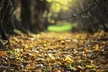 Tranquil Forest Pathway Covered with Autumn Leaves in Warm Sunlight