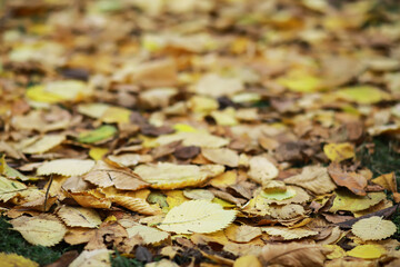 Autumn Foliage: Close-Up of Golden Fallen Leaves on the Ground in a Forest
