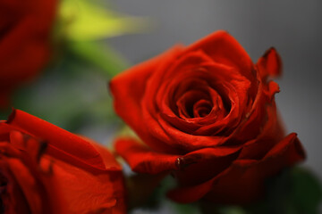 Close-Up of Vibrant Red Roses in Full Bloom with Soft Focus Background