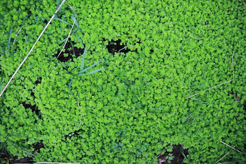 Abundant Green Ground Cover Plants Forming a Dense Carpet in Nature