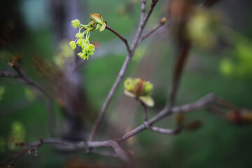 Macro Shot of Spring Blossoms on Tree Branch in Garden