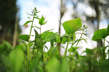 Close-Up of Fresh Green Plants with Tiny Blue Flowers in a Natural Outdoor Setting