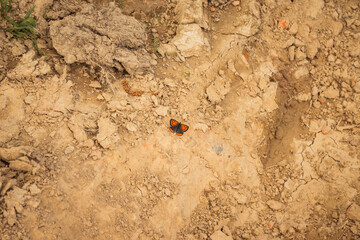 A beautiful butterfly is currently resting on a pile of dirt