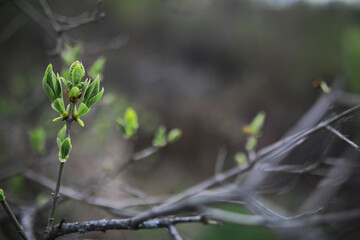 Close-Up of Budding Twig with Fresh Green Leaves Against Blurred Background
