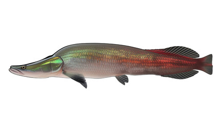 Obraz premium arapaima, Arapaima gigas, Arapaimidae, Chordata, Actinopterygii 