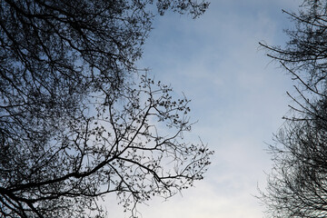 Serene Winter Sky Framed by Bare Tree Branches in a Tranquil Forest Setting