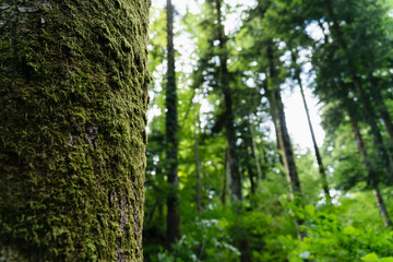 Moss-covered tree trunk in a lush green forest with tree tops visible