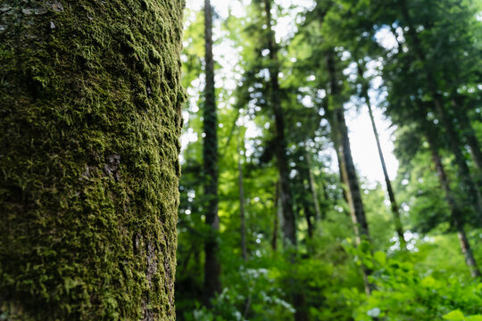 Moss-covered tree trunk in a lush green forest with tree tops visible