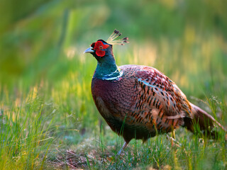 Fototapeta premium A pheasant standing on natural ground with vivid feather coloration.