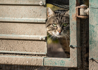stray tabby cat peeking through a rusty gate in a feline colony enclosure. The animal’s alert eyes convey fear, survival instinct and resilience. Concept of abandonment and urban wildlife.