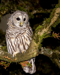 Striking owl perched on a mossy branch in a forest at night