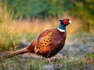 Fototapeta premium A wildlife photo of a pheasant with red, orange, and green feathers.