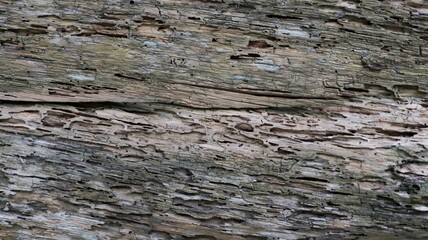Close-up of old, decaying wood showing fascinating insect damage and natural erosion. Unique...