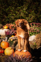 Nova scotia duck tolling retriever sitting with pumpkins