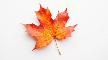 Single red and orange maple leaf lies on white background with soft shadow and detailed autumn texture in view