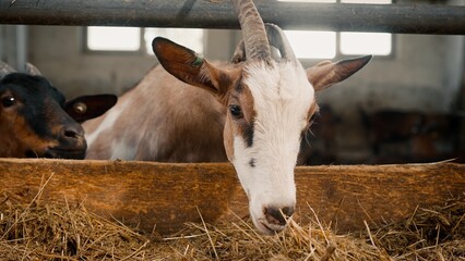 Portrait of beautiful cattle in stall. Cute goats with horns looking at camera and sniffing food....