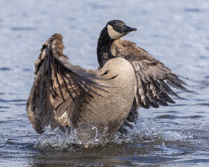 Canada goose splashing in water during spring migration at local lake with wildlife in background