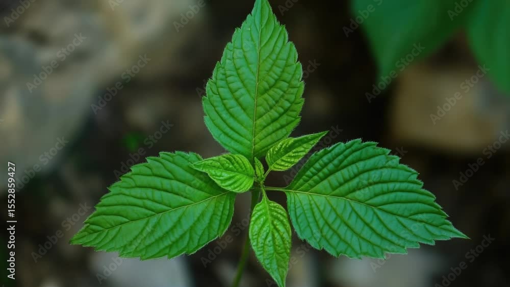 Poster a detailed view of a single leaf on a plant, suitable for use in educational or scientific contexts