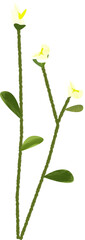Stylized White Lily Buds on Green Stems