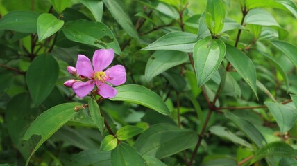 Close-up photo of one purple flower that has bloomed and two more that are still in bud on the left with a background of green leaves including wild plants found in gardens and forests.