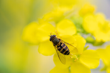 菜の花に止まるミツバチ