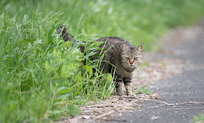 茂みから出てくる可愛い野良猫