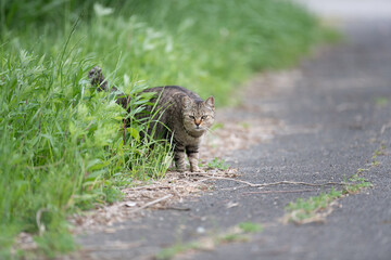 茂みから出てくる可愛い野良猫