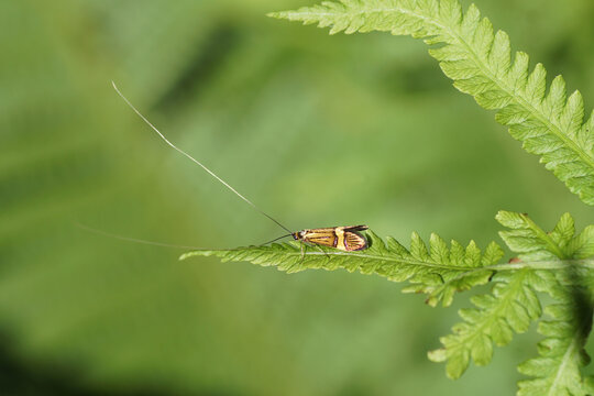 Male longhorn moth, Yellow-barred long-horn (Nemophora degeerella) Family Adelidae (fairy longhorn moths). On the leaves of a fern. Spring, May, Netherlands