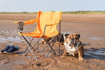 Dog enjoying a sunny day at the beach near an empty folding chair with sandy terrain and distant greenery in the background