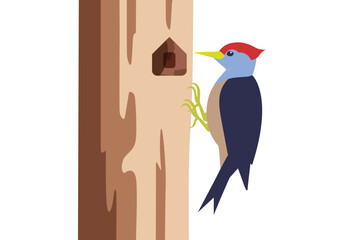 Woodpecker on a tree trunk minimalist vector. 