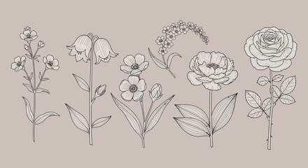 Elegant Collection of Hand-Drawn Botanical Line Art Flowers