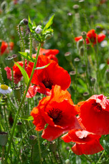 red poppies in the garden, on which the sun shines brightly