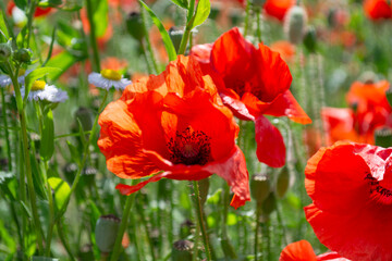 red poppies in the garden