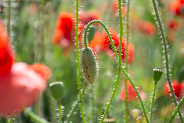 poppy in the field. poppy flower buds bloom