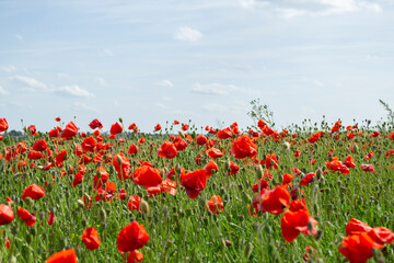 field of red poppies