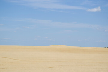 rye field and blue sky