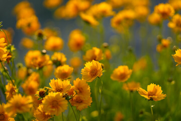 yellow flowers